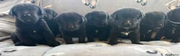 Mixed Breed dogs for sale: Gorgeous chunky Labernese puppies in Louth - Advert 3