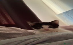 Mixed Breed cats for sale: 3 beautiful kittens available  - Advert 16