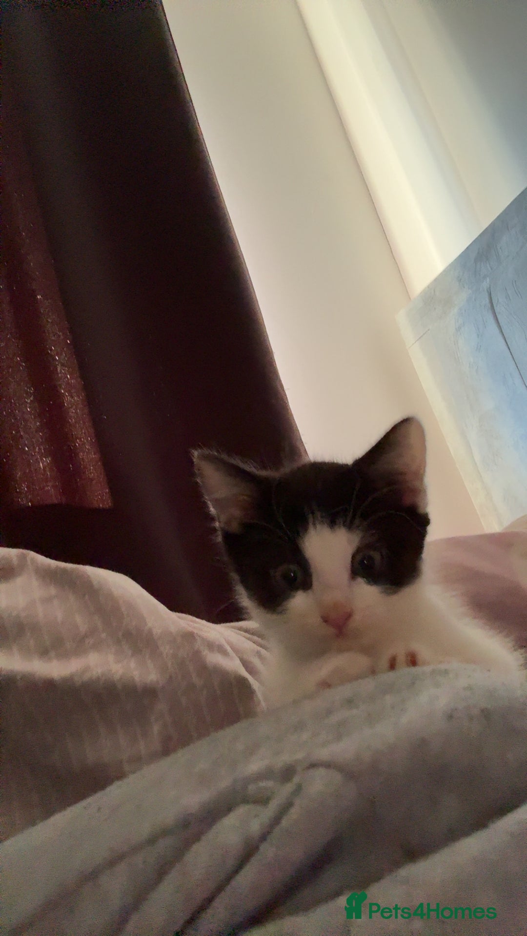 Mixed Breed cats for sale: 3 beautiful kittens available  - Advert 16