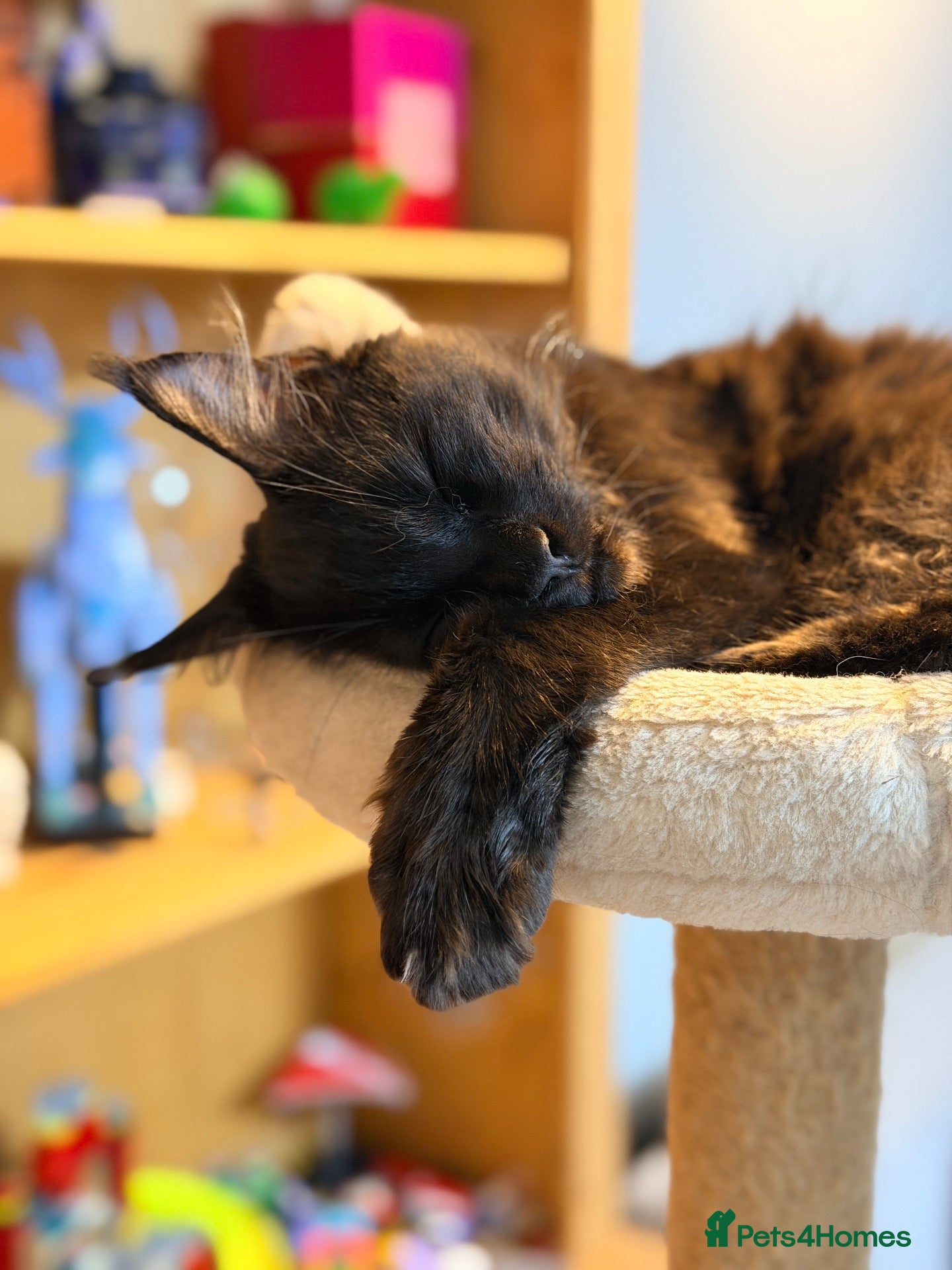 Maine Coon cats 💙 Male Black Smoke Maine Coon kitten TICA 💙 - Advert 10
