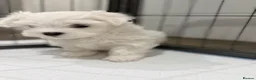 Maltese dogs for sale:  Beautiful Korean Maltese Puppies KC Registered in Rainham - Advert 5