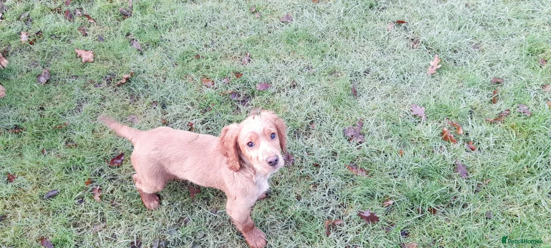 Cocker Spaniel dogs for sale: Working Cocker Spaniel - Advert 14