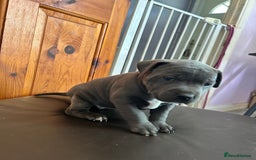 Mixed Breed dogs for sale: Four cane Corso and staff bullterrier mix.  - Image 3
