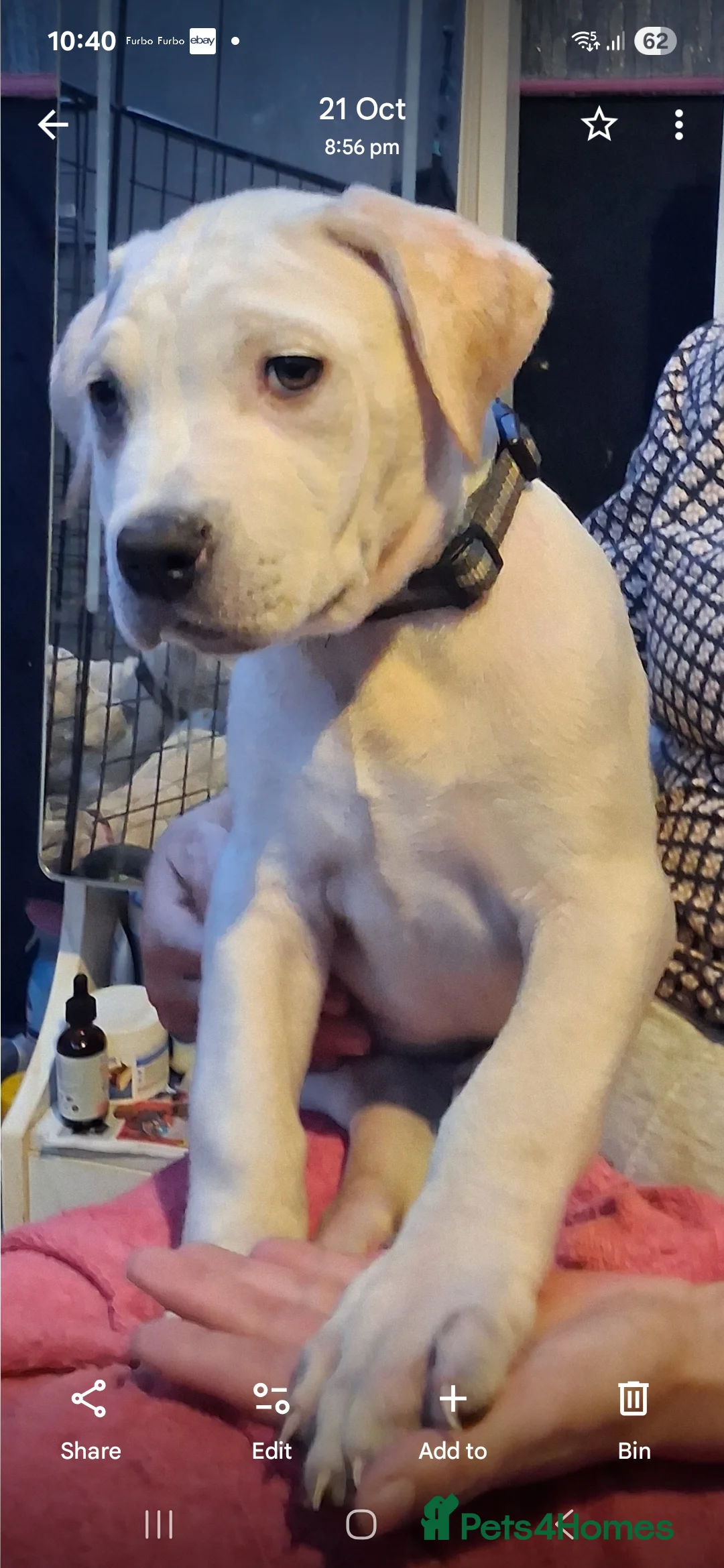 Cane Corso dogs for sale: Beautiful rear straw/white cane corso puppies. - Advert 4