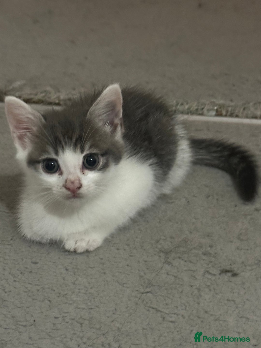 British Shorthair cats for sale: Cute Russian blue x British shorthair kittens  - Advert 6