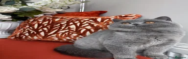 British Shorthair 1