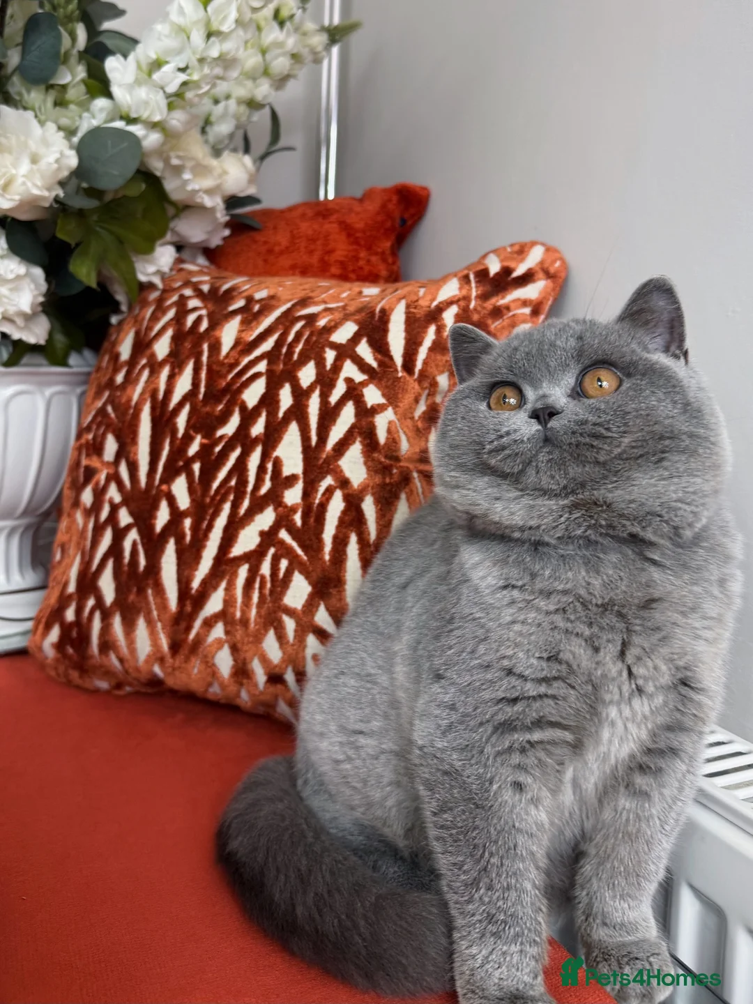 British Shorthair cats for sale: British shorthair  - Advert 2