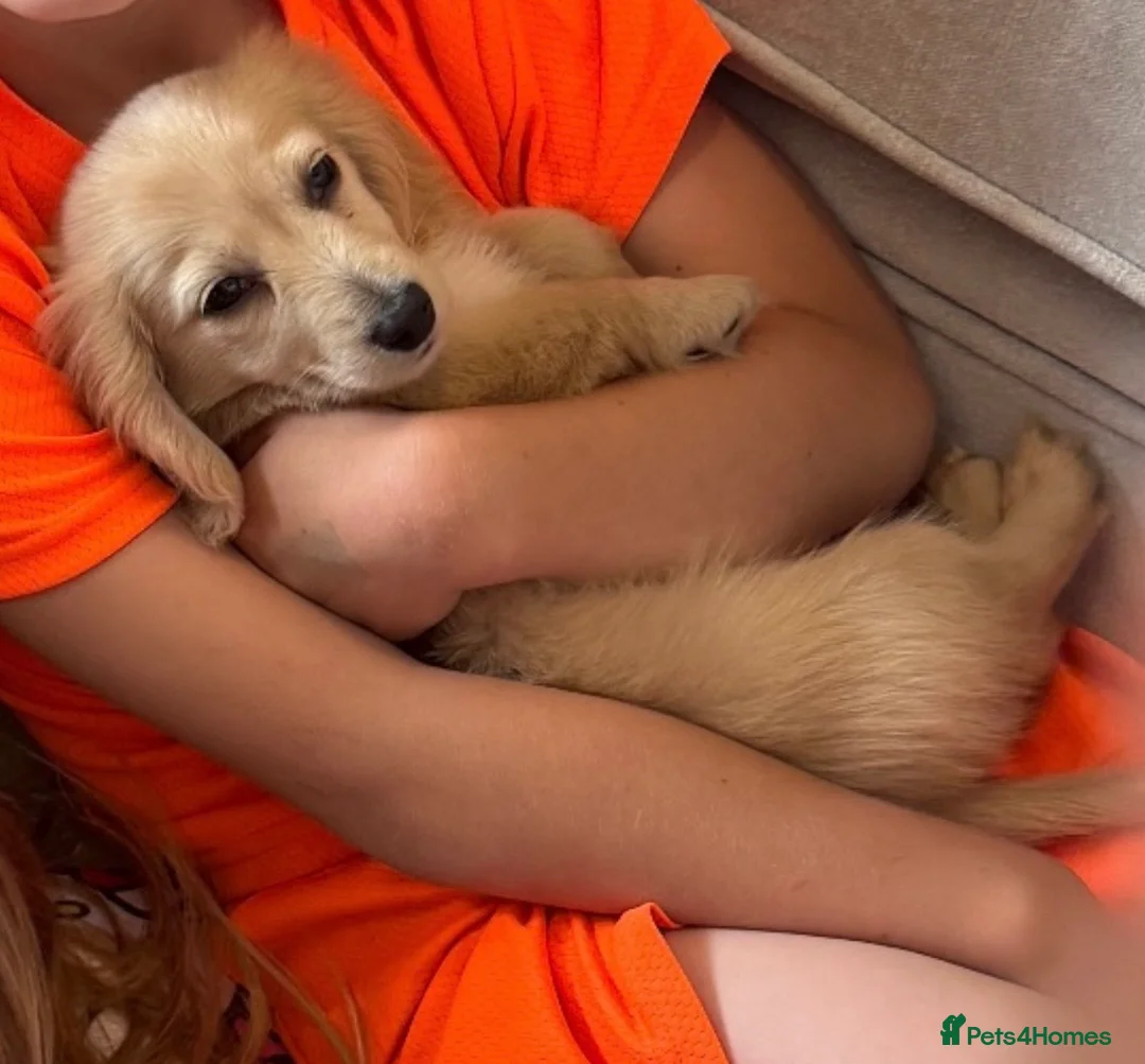 Miniature Dachshund dogs for sale: Kennel club registered English cream puppies - Advert 8