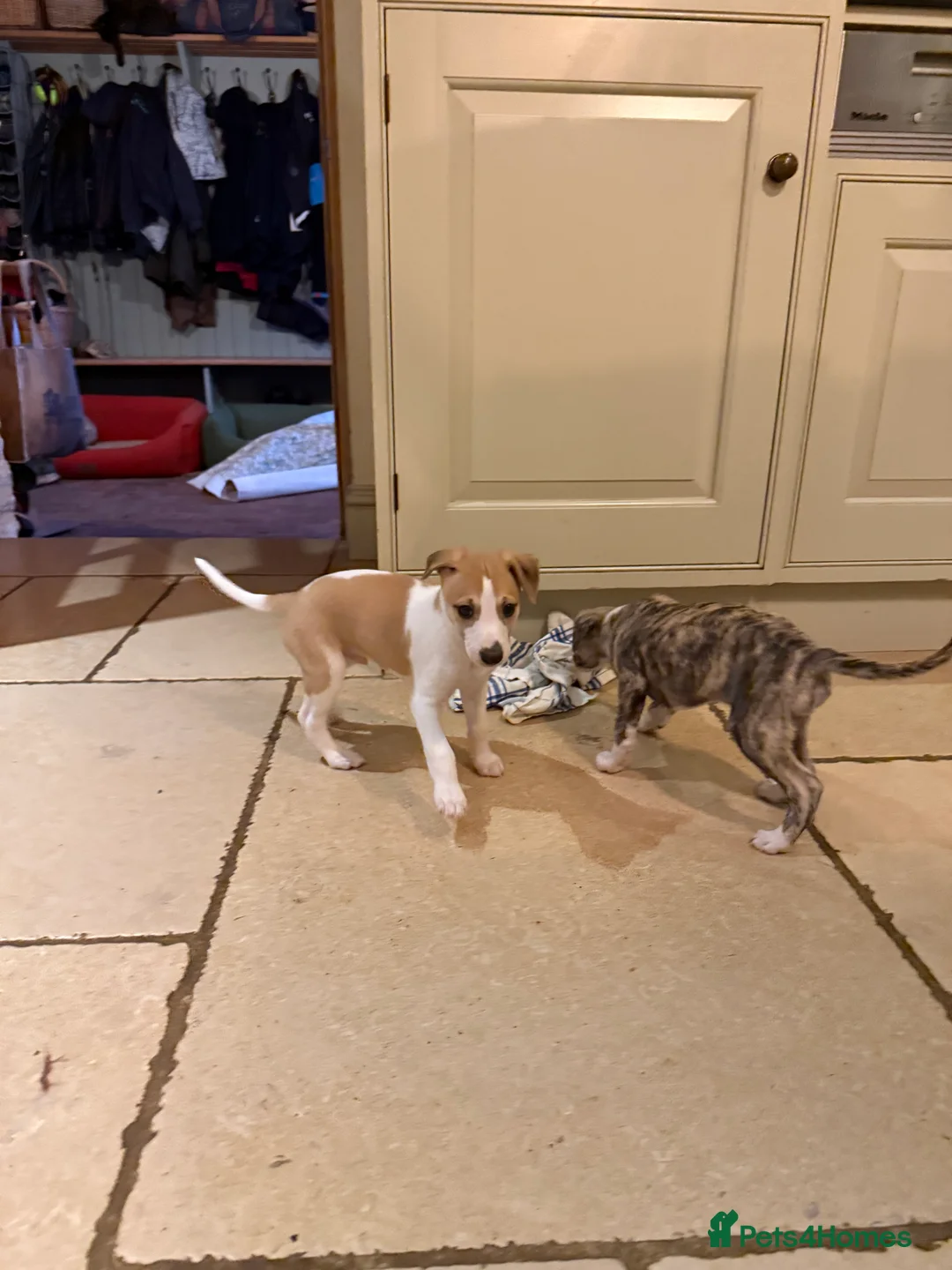 Whippet dogs for sale: Handsome Pedigree Whippet Puppies  - Advert 9