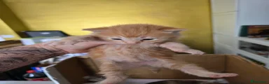 Kitten 1