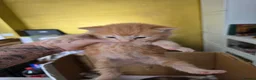 Mixed Breed cats for sale: Siamese blue X short - Advert 5