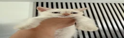 Mixed Breed cats for sale: Persian cross Birman Cat  in Doncaster - Advert 3