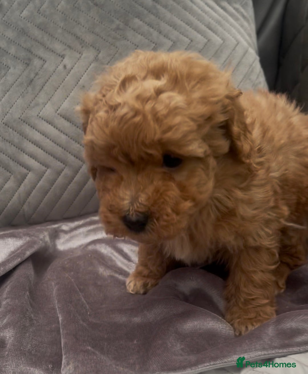 Cockapoo dogs for sale: Beautiful cockapoo pups  - Advert 3