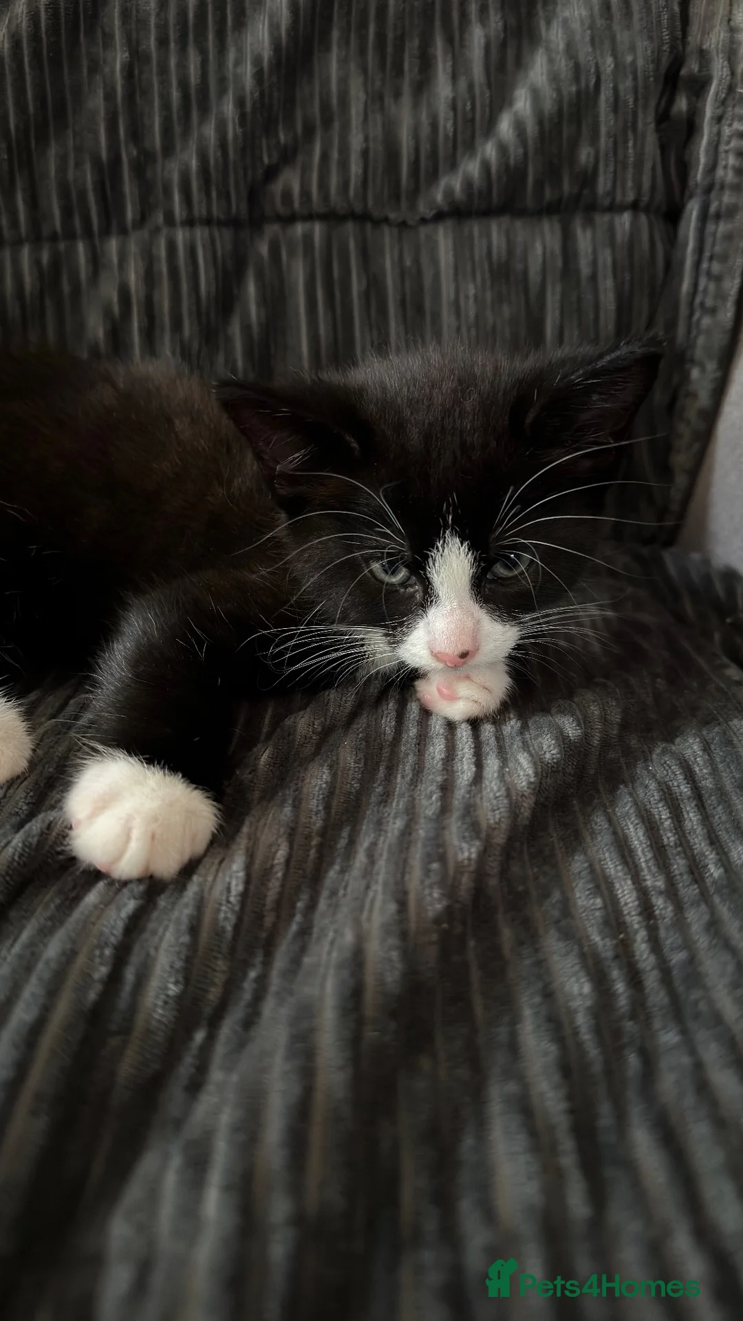 Mixed Breed cats for sale: Black female kitten  in Sheffield - Advert 7