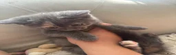 Mixed Breed cats for sale: russian blue mix breed - Advert 9