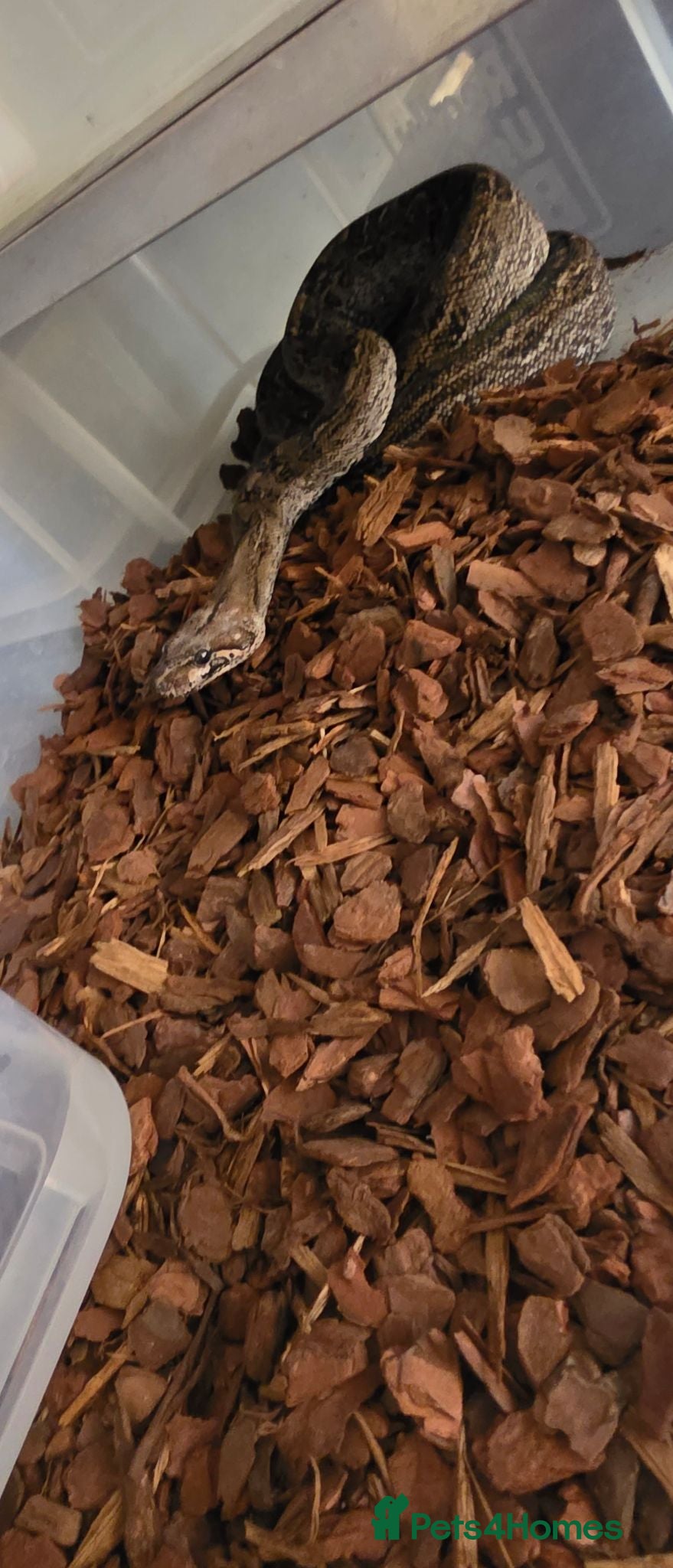 Boa Snake reptiles Beautiful leopard dwarf boa - Advert 1