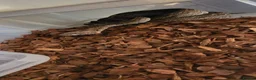 Boa Snake reptiles for sale: Beautiful leopard dwarf boa - Advert 1