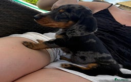 Miniature Dachshund dogs for sale: ✨BEAUTIFUL SILVER DAPPLE BOY✨ in Ripon - Image 6