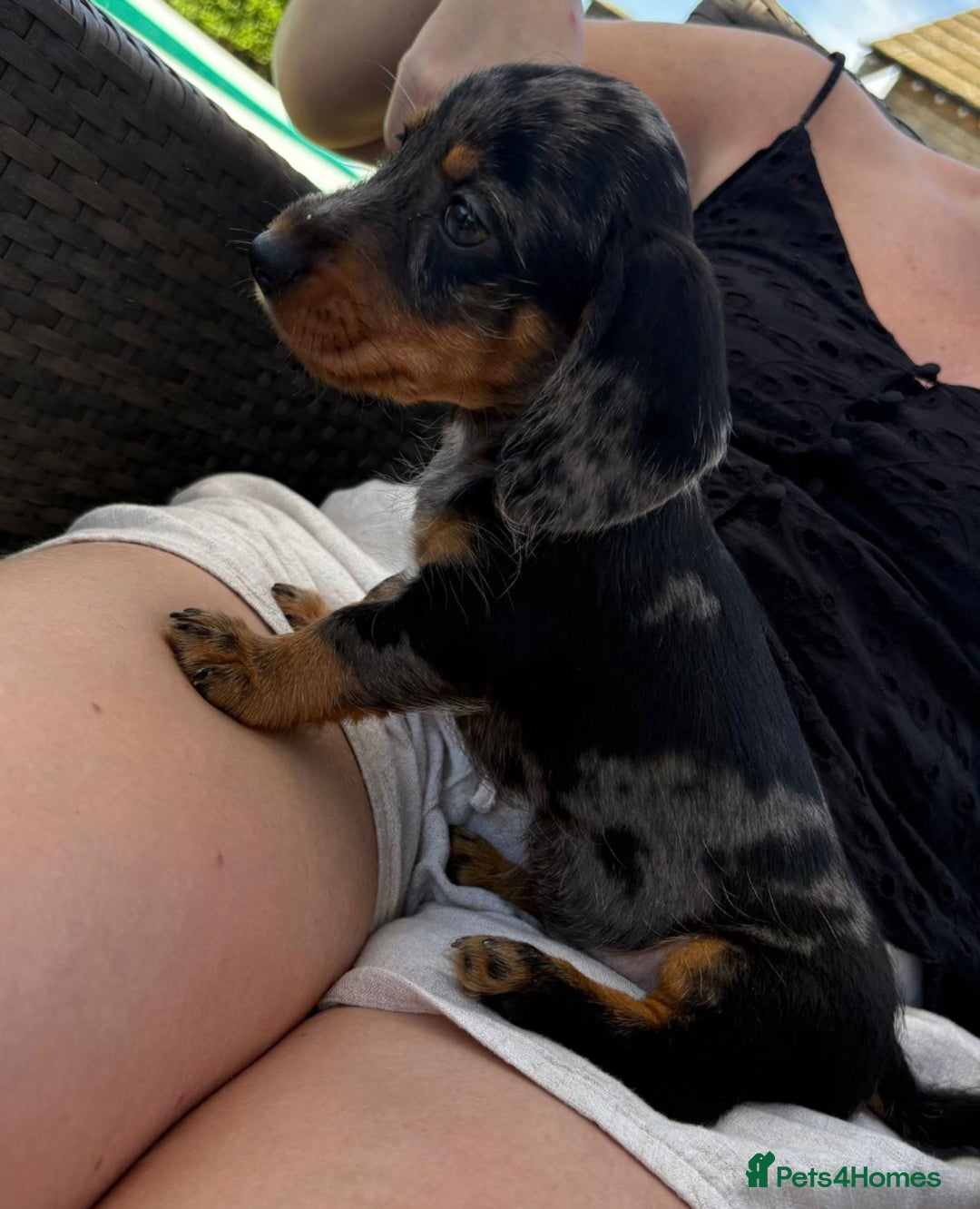 Miniature Dachshund dogs for sale: ✨BEAUTIFUL SILVER DAPPLE BOY✨ in Ripon - Image 6