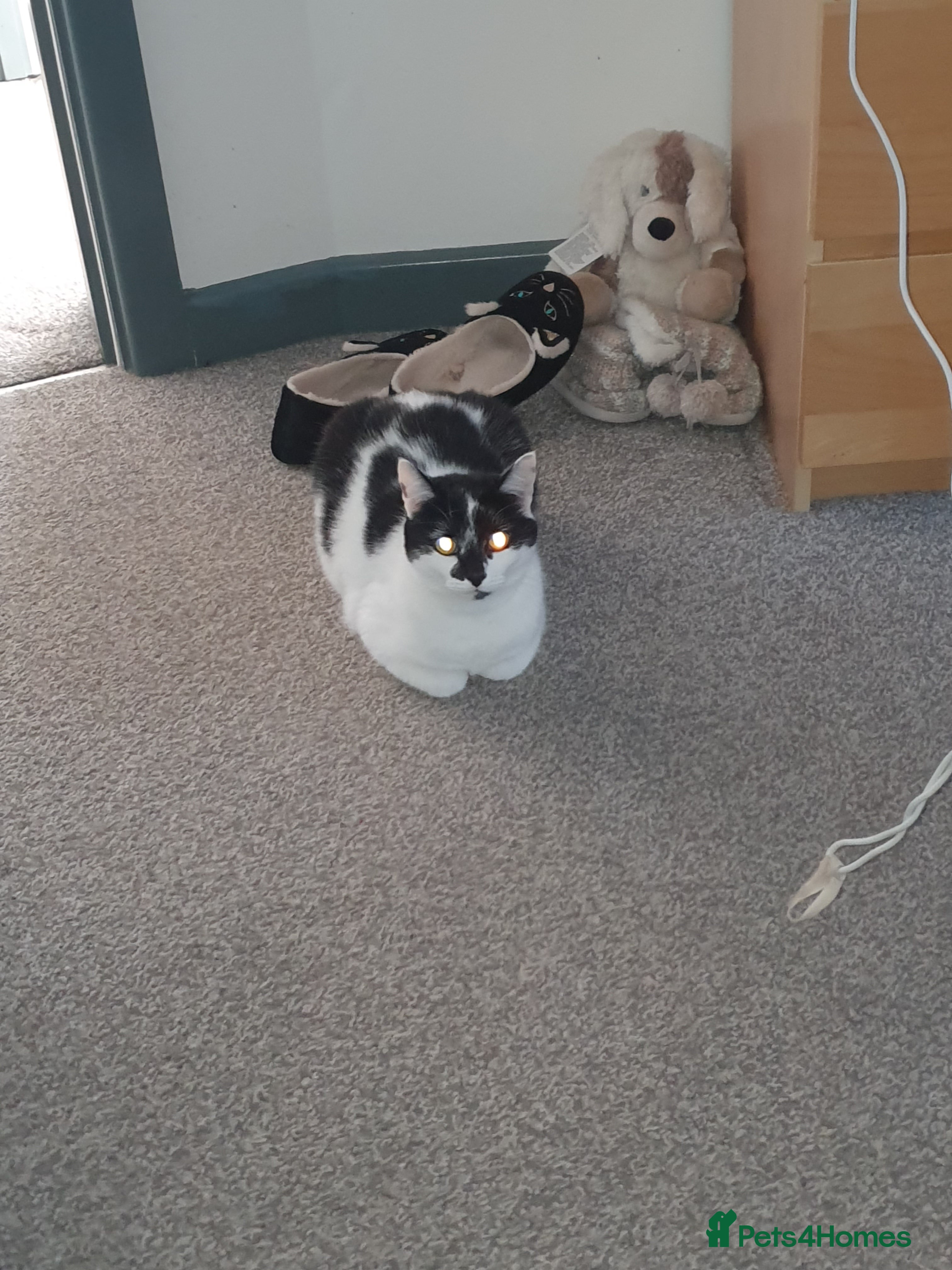 Mixed Breed cats Lucifer look for home - Advert 1