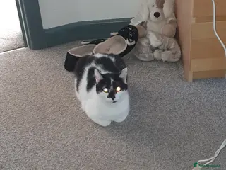 Mixed Breed cats Lucifer look for home - Advert 1