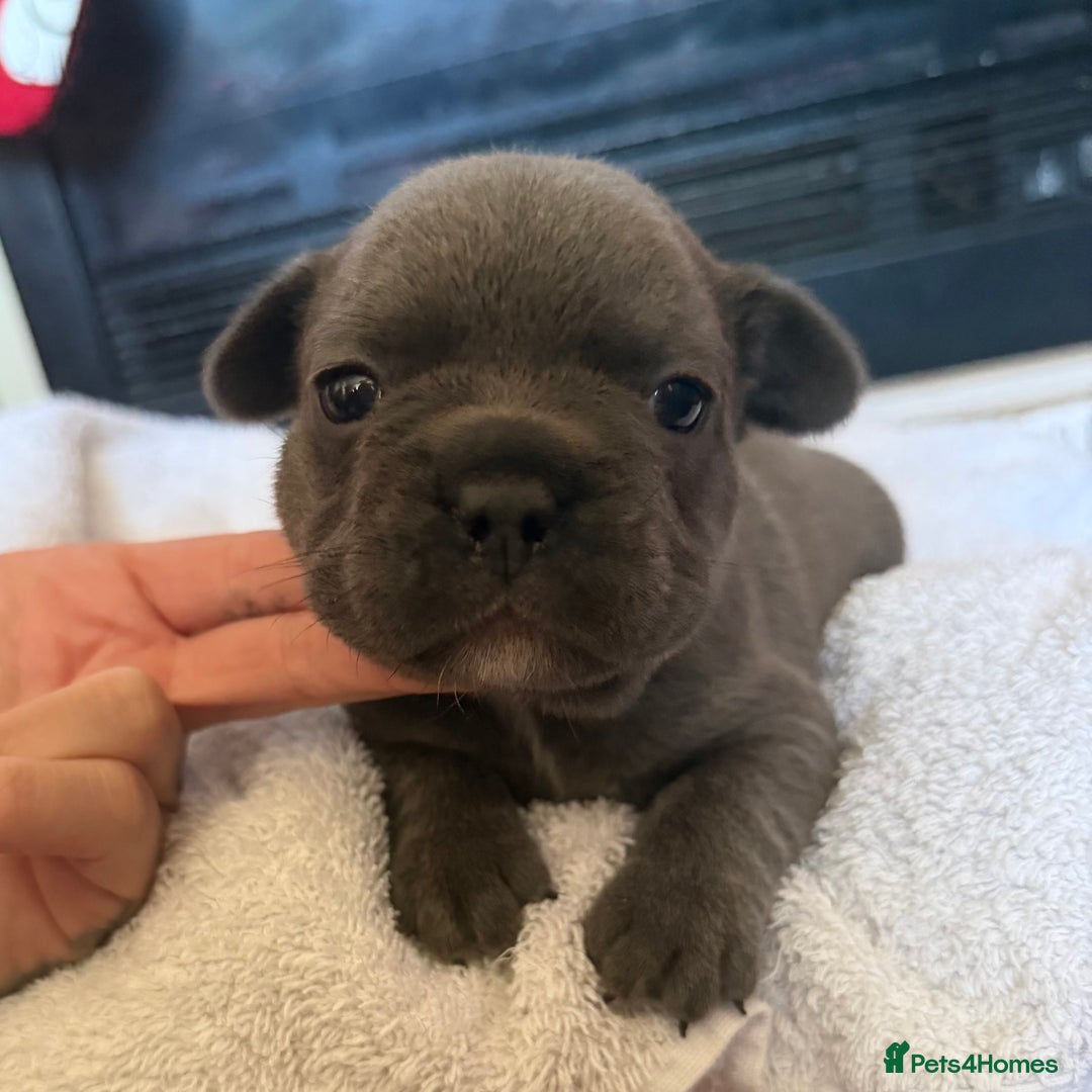 French Bulldog dogs for sale: French bulldog puppies  - Advert 5