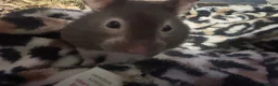 Hamster rodents for sale: Female hamster around 5 months  in King's Lynn - Advert 2