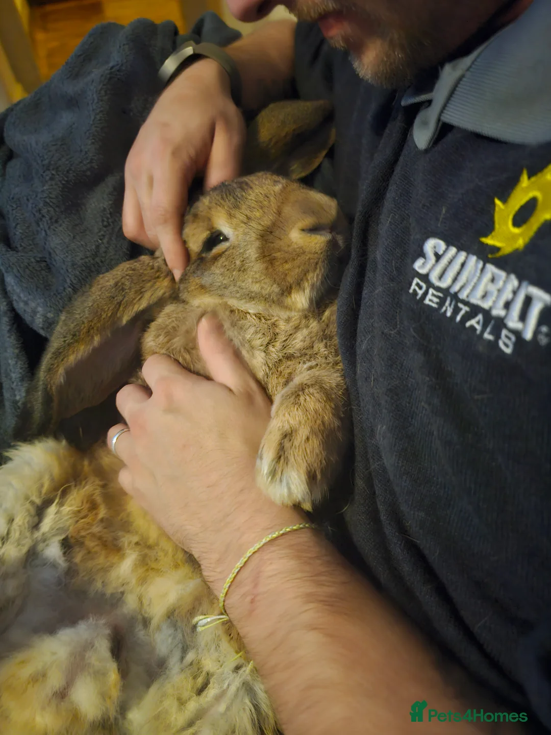 Continental Giant rabbits for sale: Two continental giants  - Advert 4