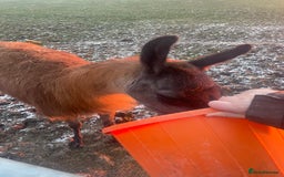 Llama livestock for sale: Llama-nade - Image 4