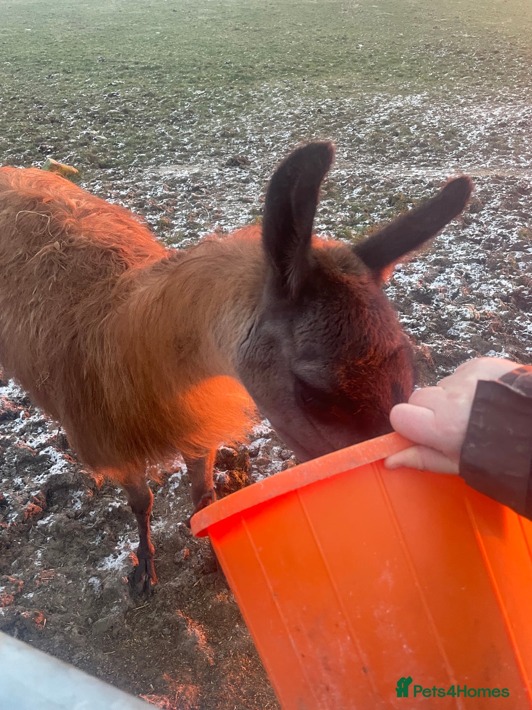 Llama livestock for sale: Llama-nade - Image 4