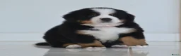 Bernese Mountain Dog dogs for sale: KC REGISTERED BERNEESE PUPPIES  - Advert 30