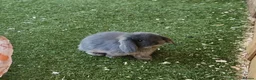 Mini Lop rabbits for sale: 5 gorgeous lopear bunnies - Advert 8