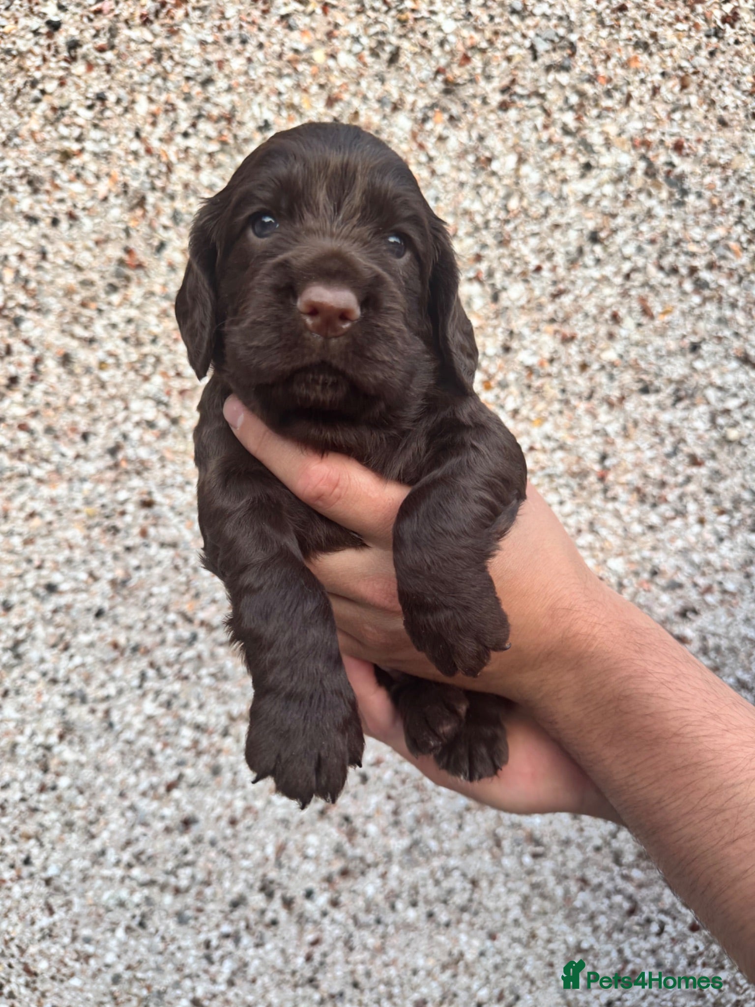 Cocker Spaniel dogs Working cocker spaniel puppy - Advert 1
