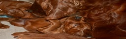 Irish Setter dogs for sale: Quality Irish setter puppies KC Registered - Advert 30