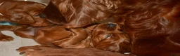 Irish Setter dogs for sale: Quality Irish setter puppies KC Registered - Advert 33