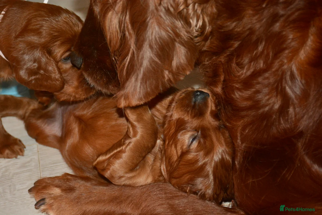 Irish Setter dogs for sale: Quality Irish setter puppies KC Registered - Advert 33
