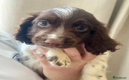 Sprocker dogs for sale: Stunning Sprocker Spaniel puppies  - Image 5