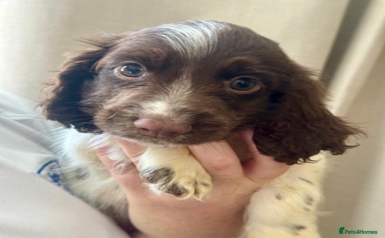 Sprocker dogs - Advert 11