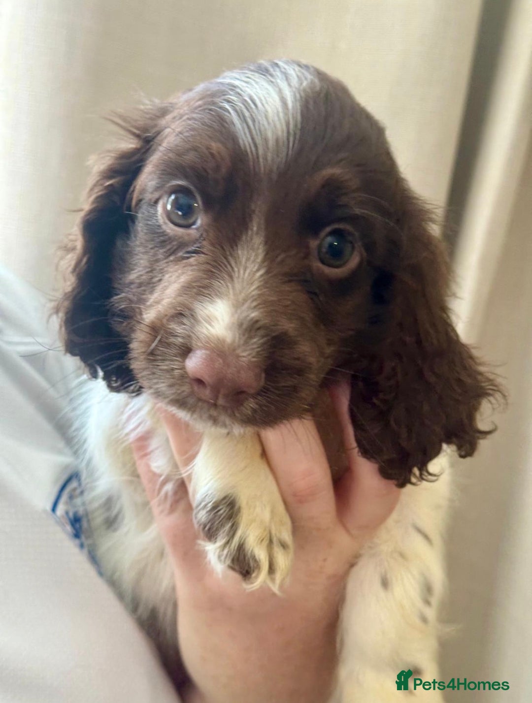 Sprocker dogs for sale: Stunning Sprocker Spaniel puppies  - Image 5