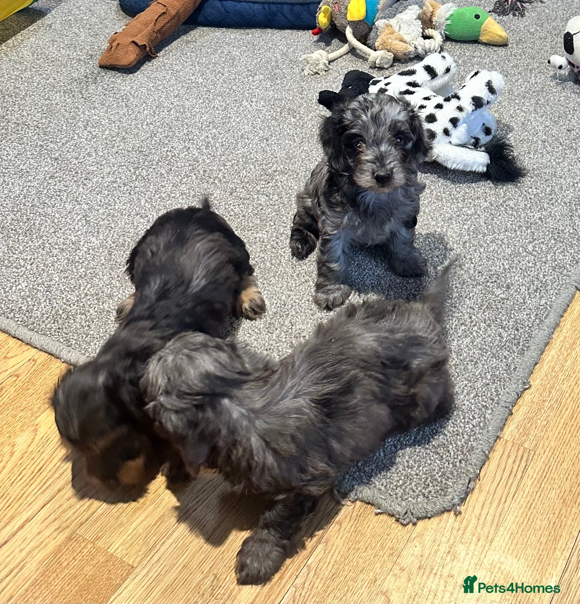 Doxiepoo dogs for sale: Stunning dachshund/poodle pups - Advert 10