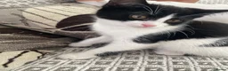Mixed Breed cats for sale: Two beautiful black & white female kittens - Advert 17