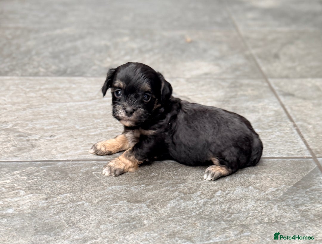 Shihpoo dogs for sale: Stunning Phantom Shihpoos! - Advert 6