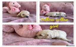 Mini Goldendoodle dogs for sale: Beautiful Family Raised F1 Mini Golden-doodles  - Image 24