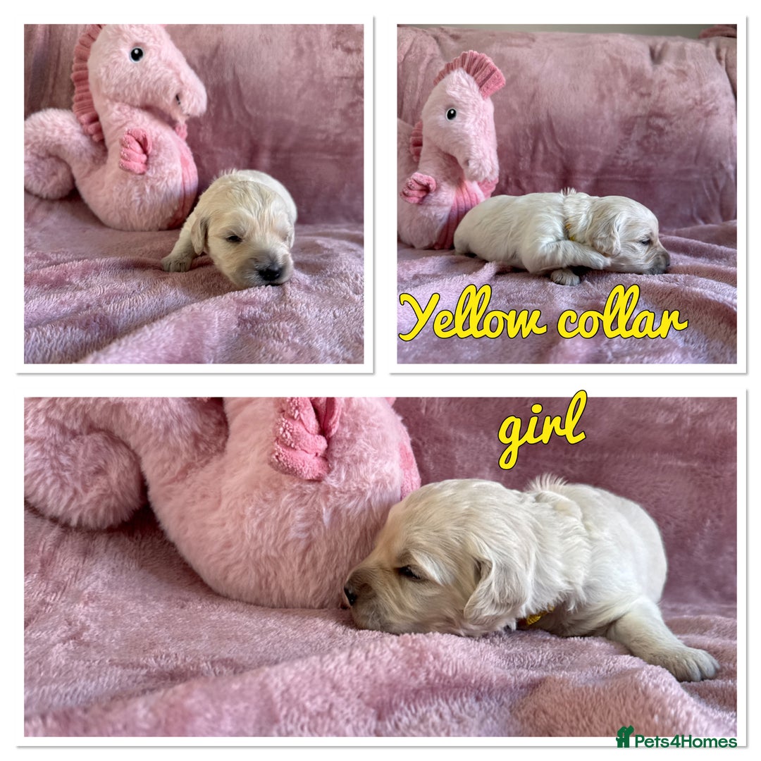 Mini Goldendoodle dogs for sale: Beautiful Family Raised F1 Mini Golden-doodles  - Image 24