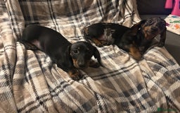 Miniature Dachshund dogs for sale: Miniature dachshunds for sale - ready to go now  - Image 7