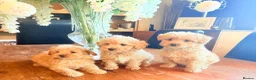 Cairn Terrier dogs for sale: STUNNING cairn-oodle pups 🐾 CUTE bundles of fluff - Advert 21