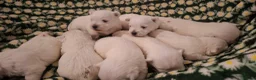 West Highland Terrier dogs for sale: Gorgeous kc reg westie pups - Advert 6