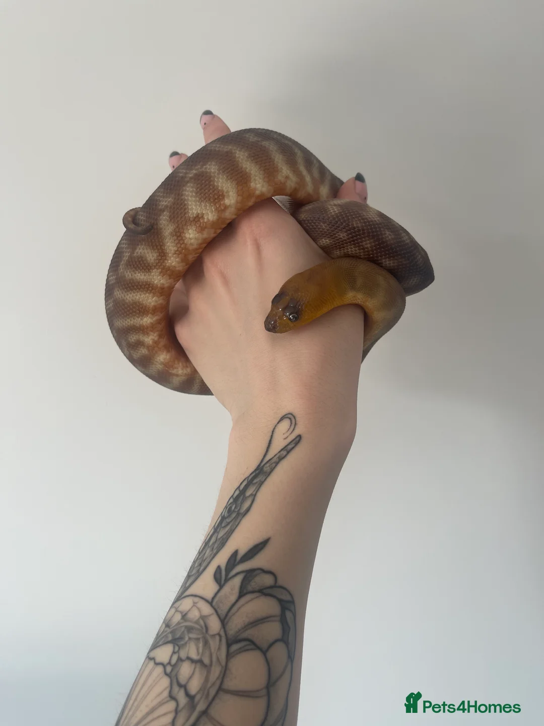 Python Snake reptiles for sale: CB24 Woma Python - Advert 2