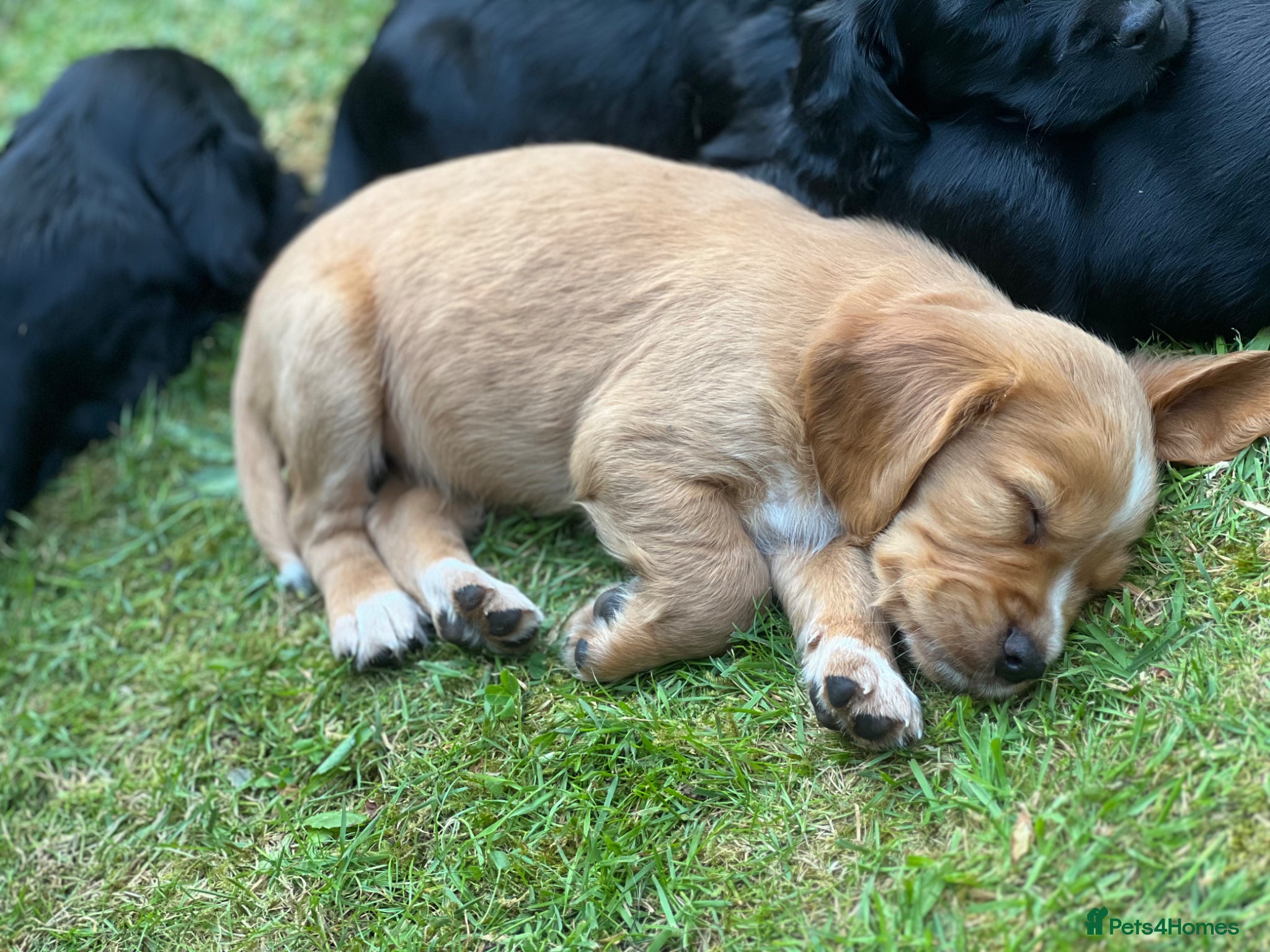 Cocker Spaniel dogs Kc registered cocker spaniel puppies  - Advert 8