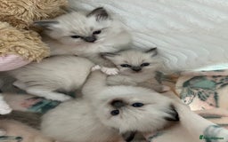 Ragdoll cats for sale: Seal Mitted Ragdoll babies, 4 girls 1 boy - Image 23